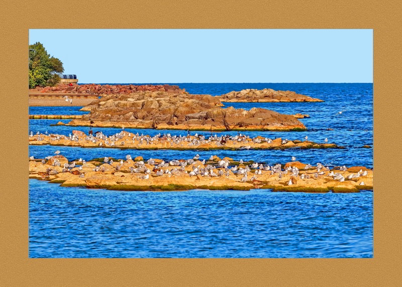 Sea Gulls in Woodbine Beach- 03